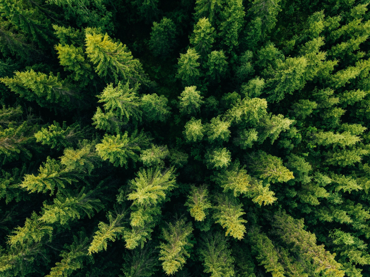 Aerial top view of summer green trees in forest in rural Finland.