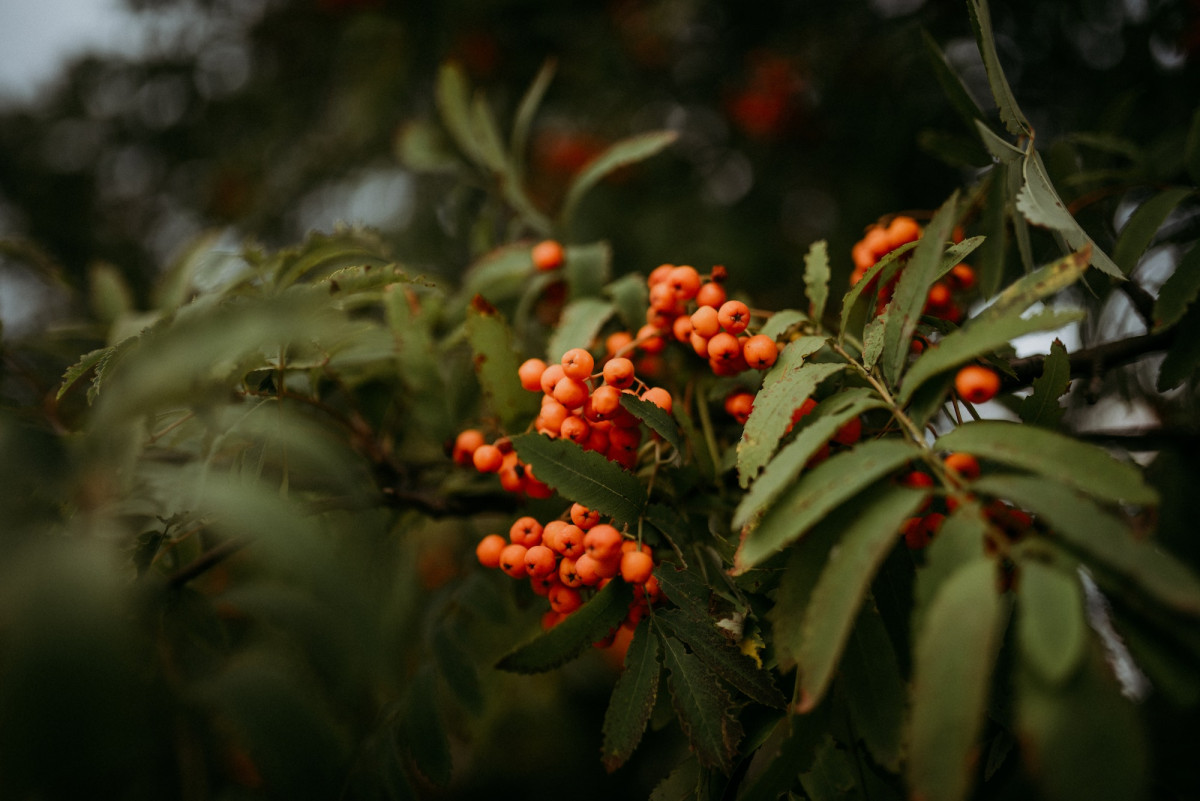 mountain ash